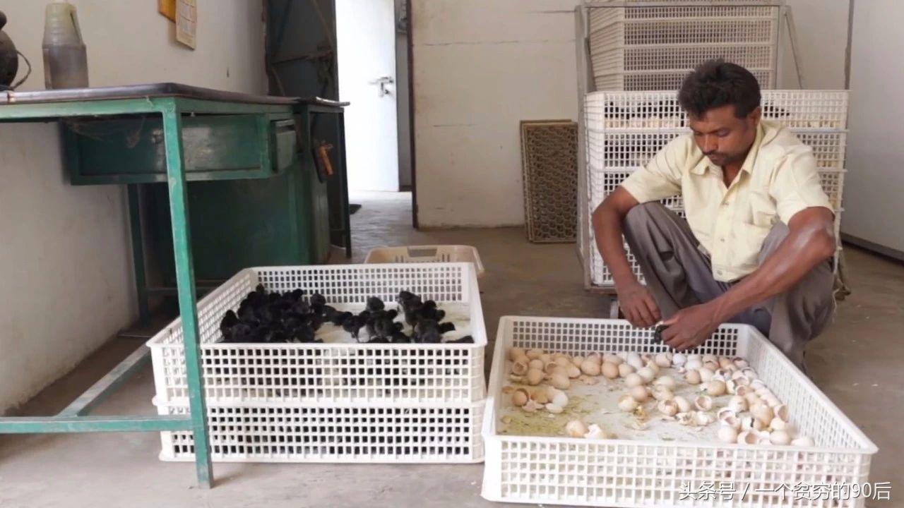 最新雛雞價(jià)格監(jiān)測器，科技引領(lǐng)智能生活新篇章