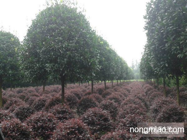 八月金桂花樹價格，智能之選，科技與自然完美融合的智能之選。