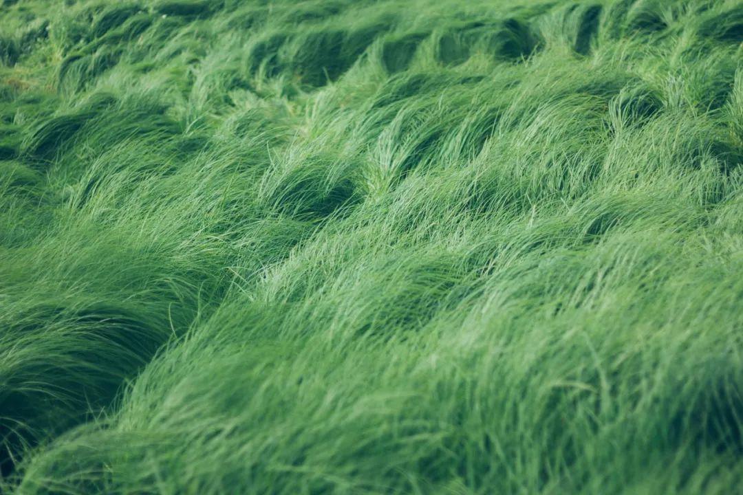 最新綠色文學(xué)作品，巷弄深處的綠色故事小屋