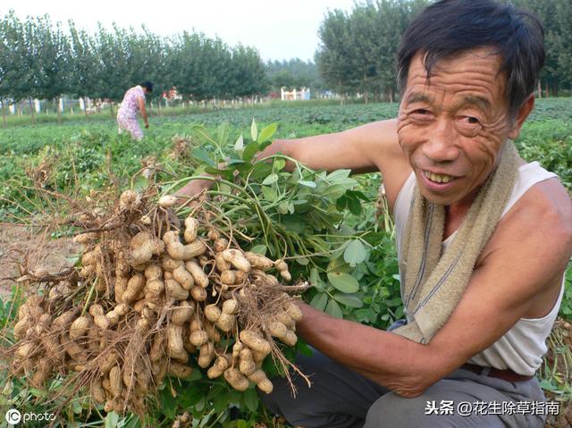 延津縣花生米今日行情詳解，如何了解與評估市場行情及趨勢分析
