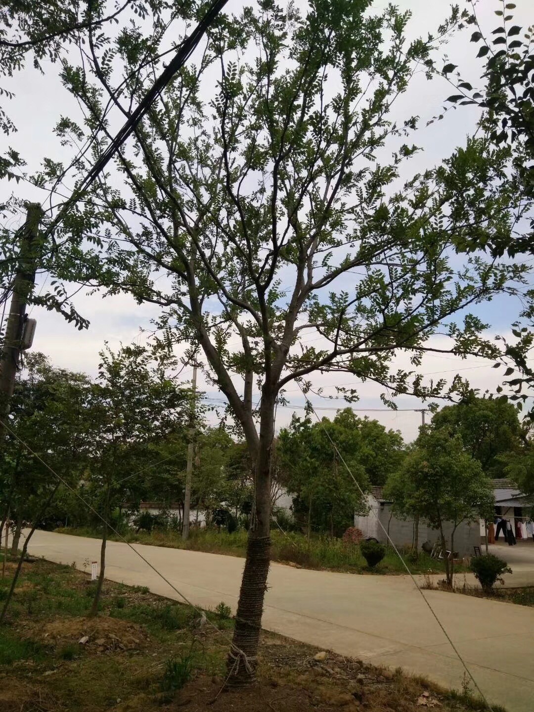 樸樹(shù)的價(jià)格和行情分析??