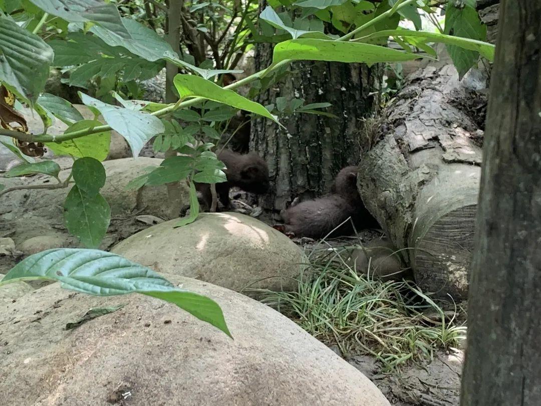 鄉(xiāng)土中國最新觀察，鄉(xiāng)村振興的繁榮脈絡探析