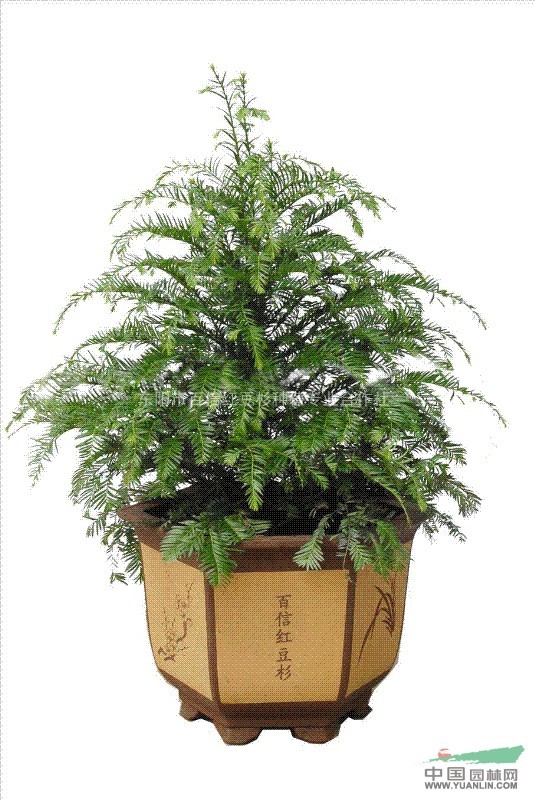 紅豆杉行情，繁榮的市場(chǎng)現(xiàn)狀與未來(lái)展望