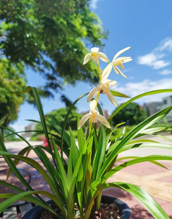 蘭花價(jià)格變化之旅，從綠葉到金花，自信與成就感的培育之路