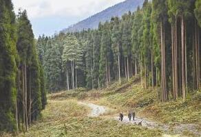 安徽省林場最新動態(tài)更新，綠意盎然的發(fā)展訊息????