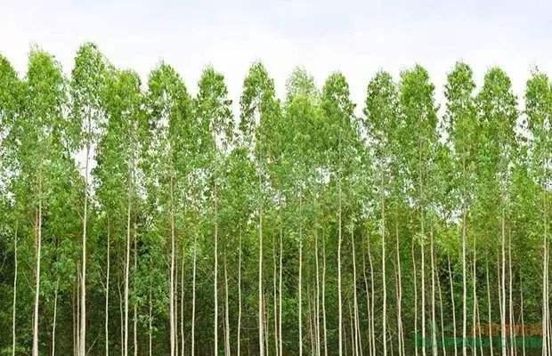 廣西桉樹最新收購價(jià)格及其背后的溫情故事