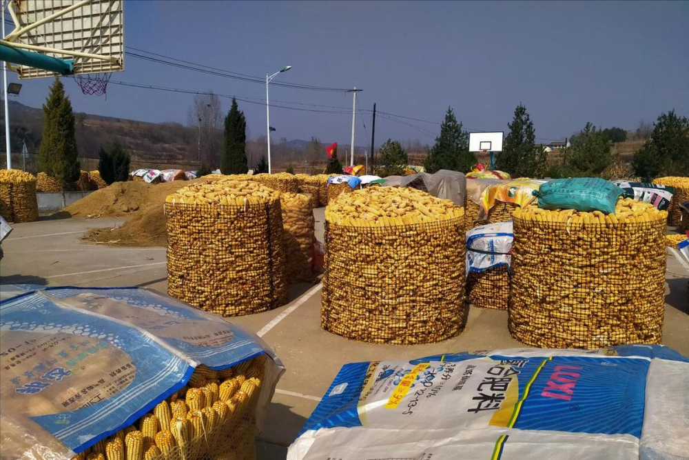 最新油沙豆市場價格探秘，綠色之旅尋求內(nèi)心平靜之道