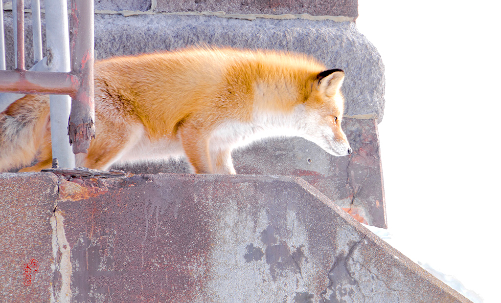 最新狐貍色高科技產(chǎn)品介紹與賞析