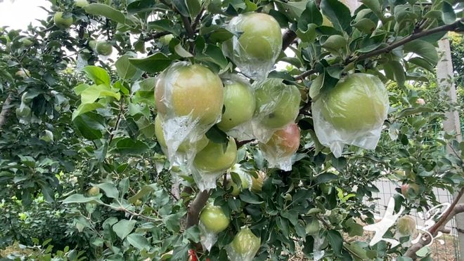 科技與自然融合的綠色奇跡，最新果樹(shù)展望