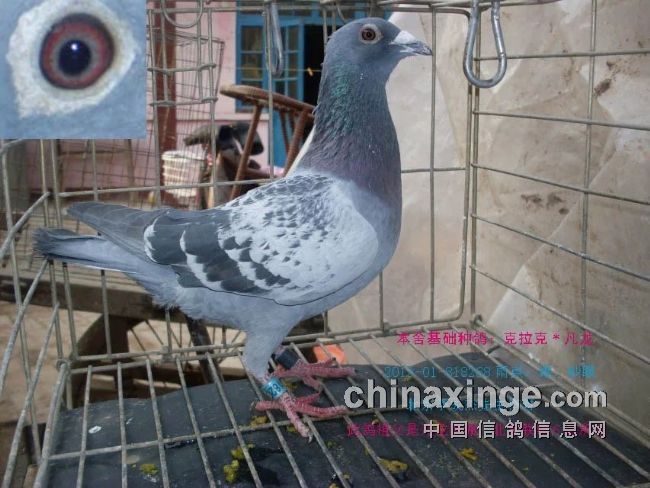 最新臺(tái)鴿翱翔夢(mèng)想，學(xué)習(xí)鑄就自信之翼