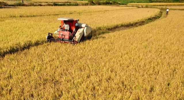 最新糧食種植、收獲與儲(chǔ)存全攻略，初學(xué)者與進(jìn)階用戶(hù)的詳細(xì)步驟指南