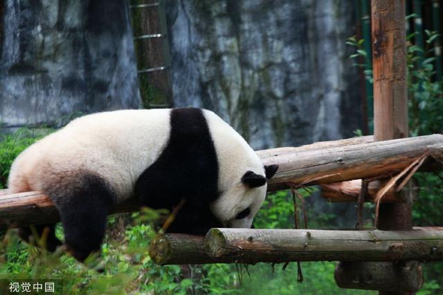 南京熊貓最新動(dòng)態(tài)揭秘，如何獲取最新消息？