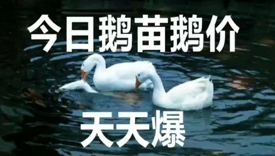 鵝最新價(jià)格揭秘與行情探秘?