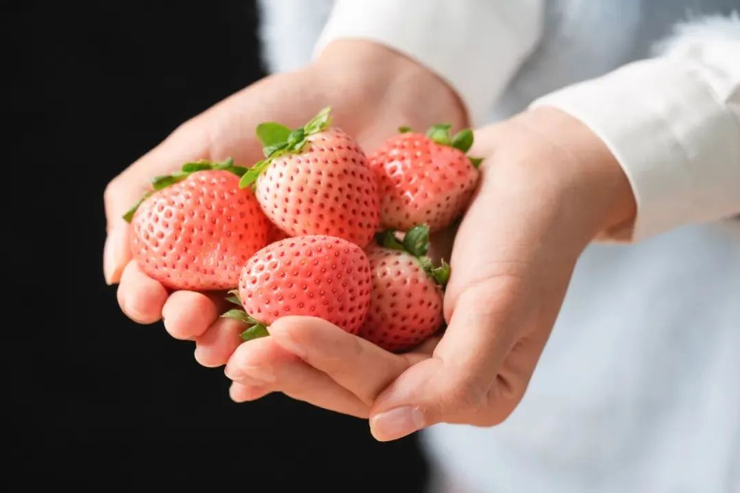 探索未來草莓無限可能的最新品種！