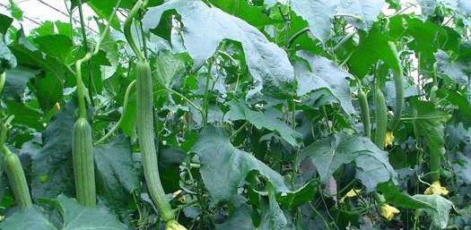 小巷深處的絲瓜味覺(jué)之旅，最新地址揭秘