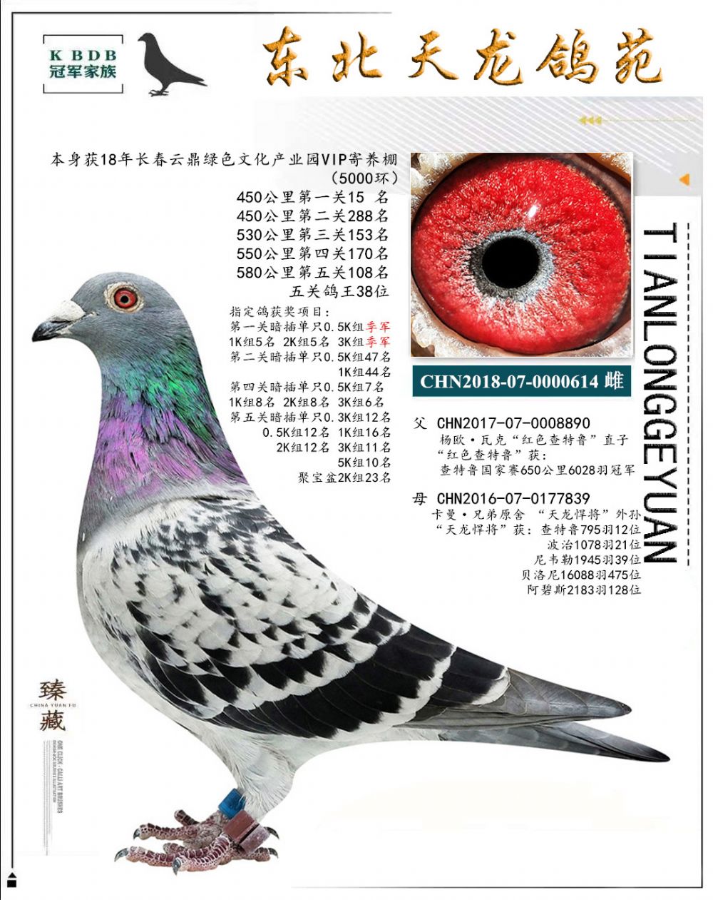 東北天龍鴿苑最新圖片，鴿界風(fēng)采展現(xiàn)，價(jià)值與影響深度探討