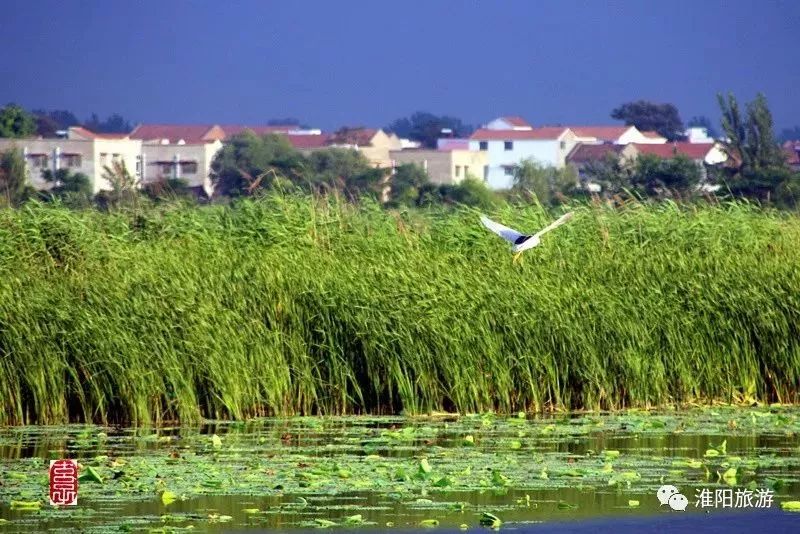 淮陽新網(wǎng)發(fā)布最新規(guī)劃動(dòng)態(tài)