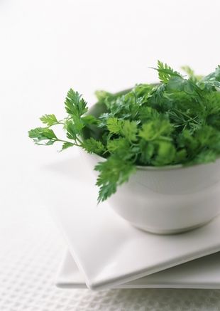 16年最新松花菜品種引領(lǐng)蔬菜種植新風(fēng)潮