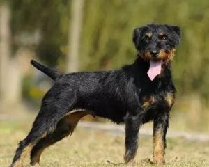 最新德國獵梗出售，背景、時代地位與影響分析