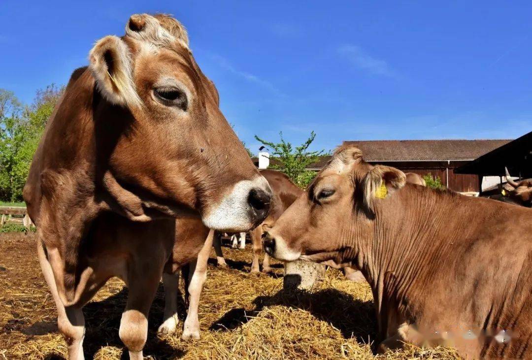 錢牛牛最新動態(tài)揭秘，牛運(yùn)亨通的奇妙日常故事