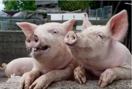 湖南郴州最新豬價(jià)走勢(shì)與尋找內(nèi)心平靜的自然之旅