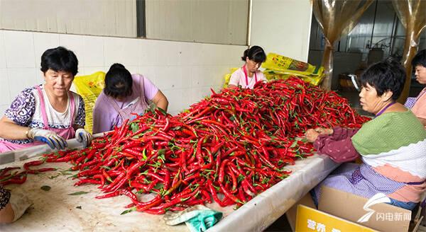 全國辣椒最新價格行情，科技引領(lǐng)產(chǎn)業(yè)變革，塑造未來生活新趨勢