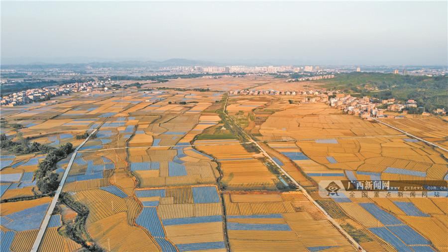 廣西那坡縣最新新聞報(bào)道