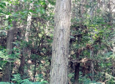 安徽國(guó)有林場(chǎng)改制開(kāi)啟綠色新篇章，推動(dòng)可持續(xù)發(fā)展??