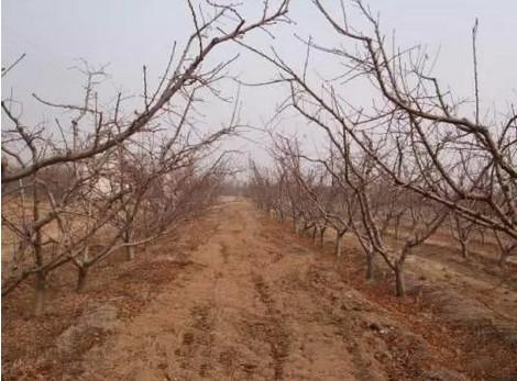 桃樹(shù)最新品種介紹大全，全面解析最新桃樹(shù)品種