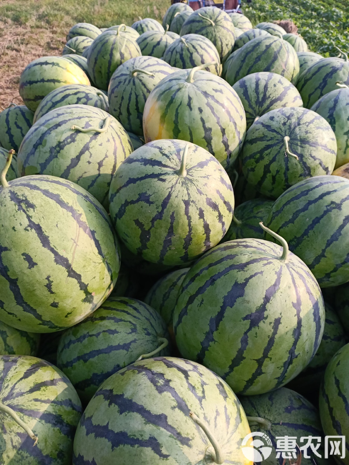 太康縣西瓜最新價(jià)格，時(shí)代背景下的瓜價(jià)變遷