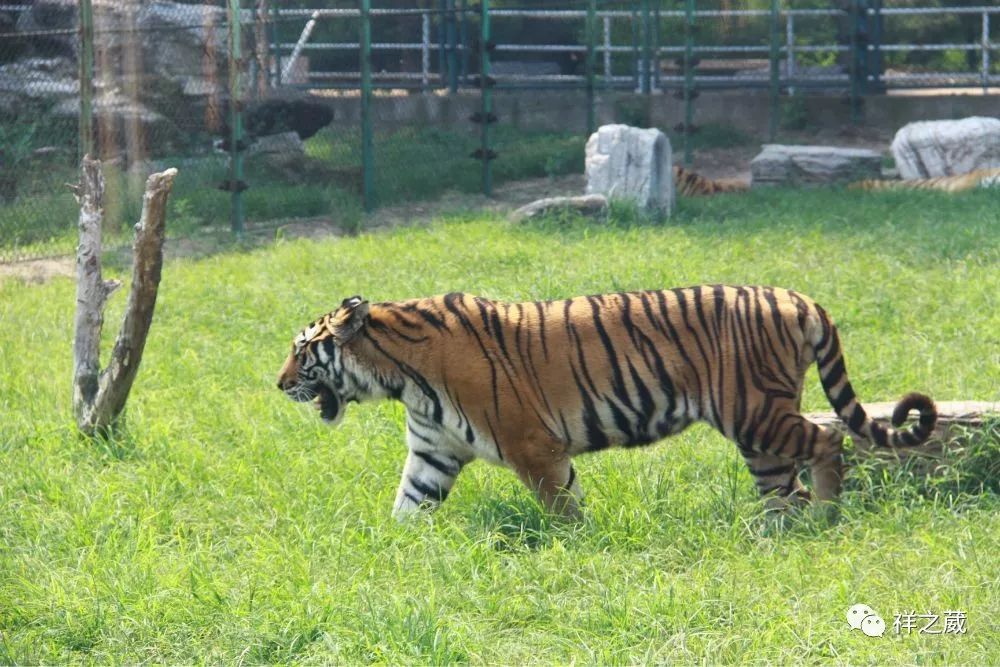 動物園老虎吃人事件揭秘，科技重塑現(xiàn)實，震撼體驗新紀元
