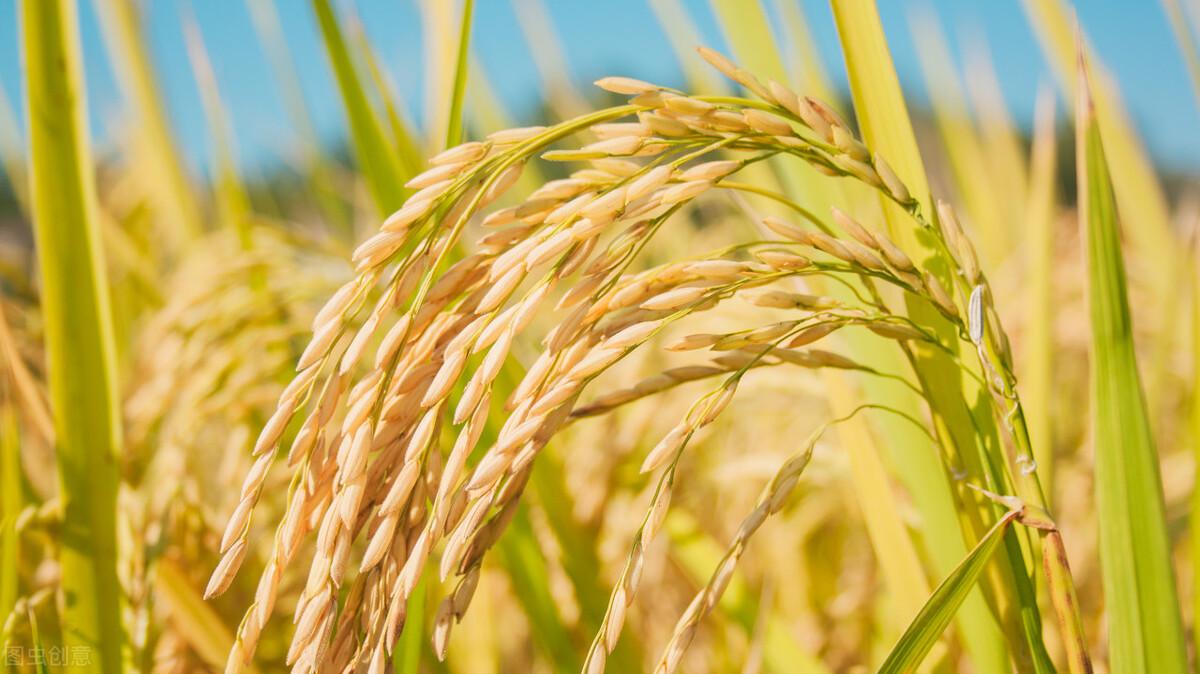 水稻最新價格行情預(yù)測，稻田故事中的溫情與價格走勢分析