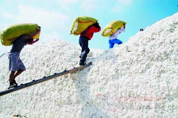 山東最新棉花補貼政策解讀，智能生活啟航！