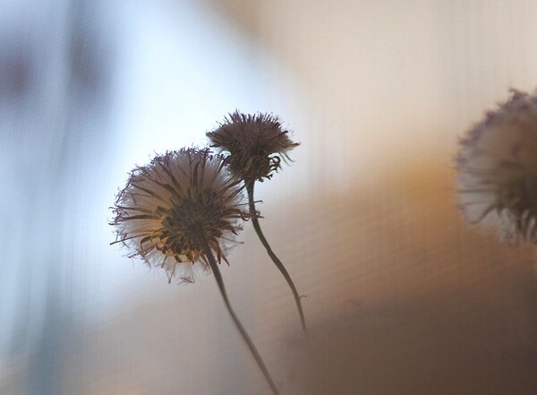 凡口草最新專輯，科技與生活融合之作，引領未來音樂潮流