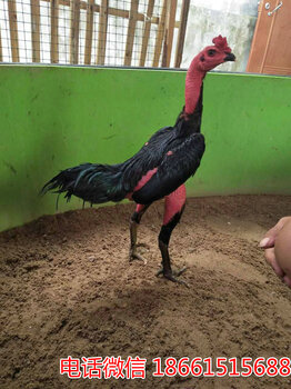 2025斗雞最新視頻，競(jìng)技與飼養(yǎng)樂(lè)趣的完美結(jié)合