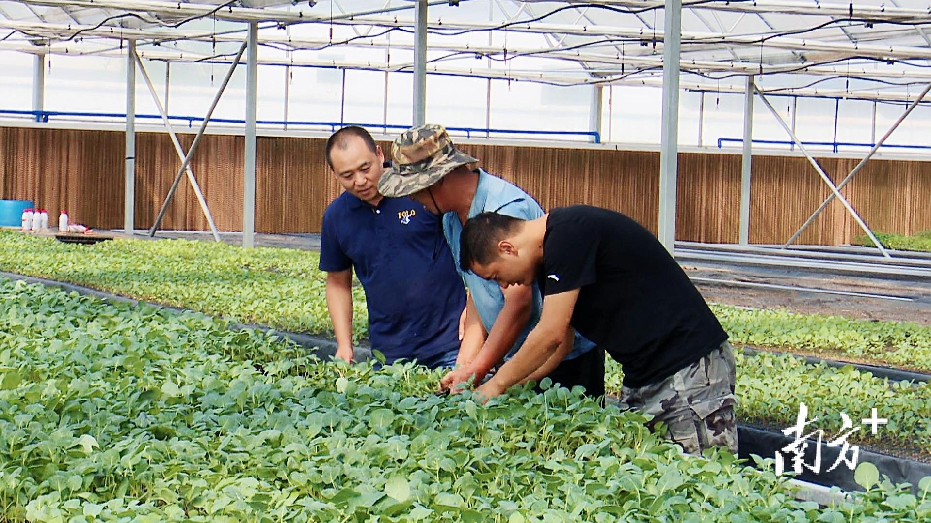 西蘭花最新價格行情與探索自然美景的旅行體驗